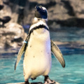 Visitando Pingüinos en Tokio – Acuario Sumida