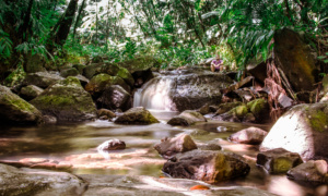 El Yunque Rainforest y Bahia Beach