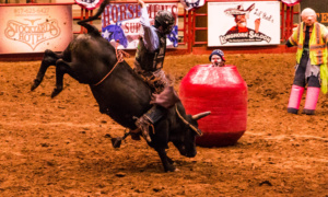 Noche de Rodeo en los Stock Yards de Forth Worth