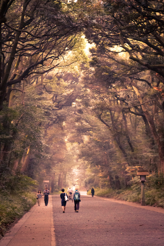 Meiji Shrine Eternal Forest