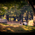 Visitando el Central Park de Tokio- Yoyogi Park