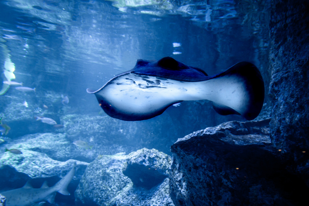 Mantarraya - Acuario Sumida